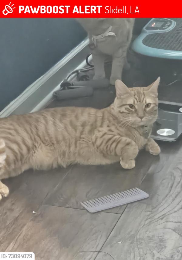 Lost Male Cat last seen Yesteroaks neighborhood, Slidell, LA 70458