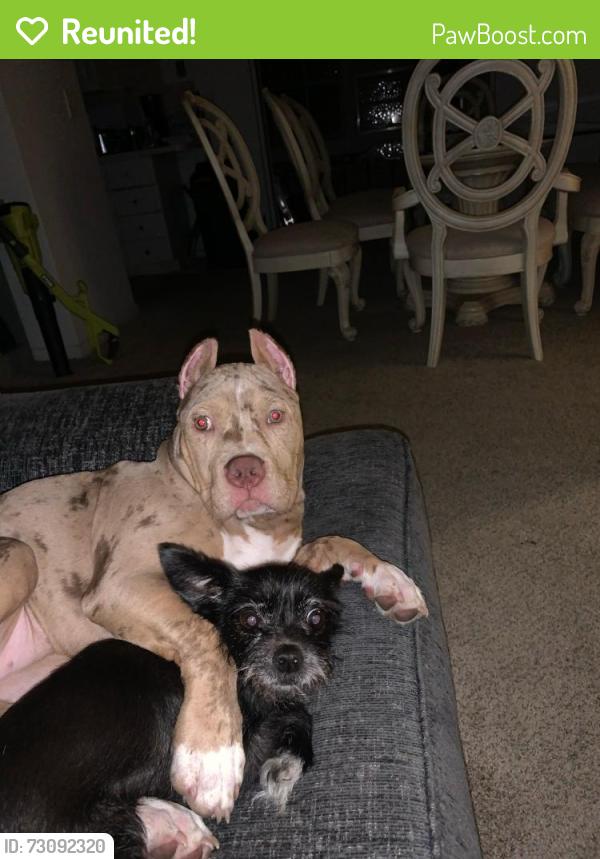 Reunited Female Dog last seen Bayshore gas station , Port St. Lucie, FL 34983