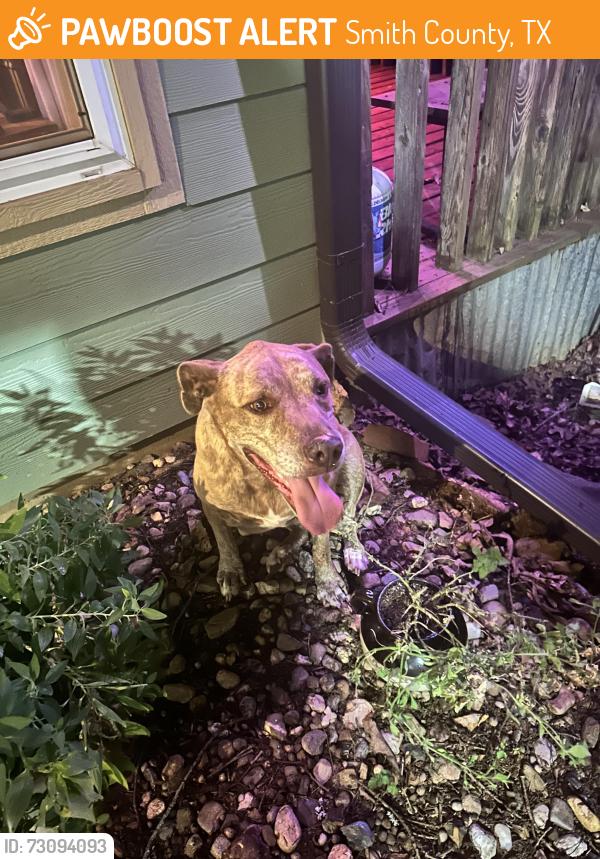 Found/Stray Female Dog last seen Off the 344, Smith County, TX 75791