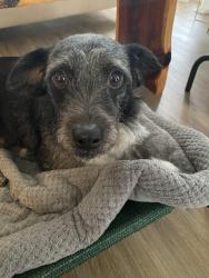 Lost Female Dog last seen Copperas Cove junior high school, Copperas Cove, TX 76522
