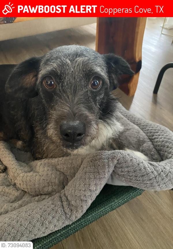 Lost Female Dog last seen Copperas Cove junior high school, Copperas Cove, TX 76522