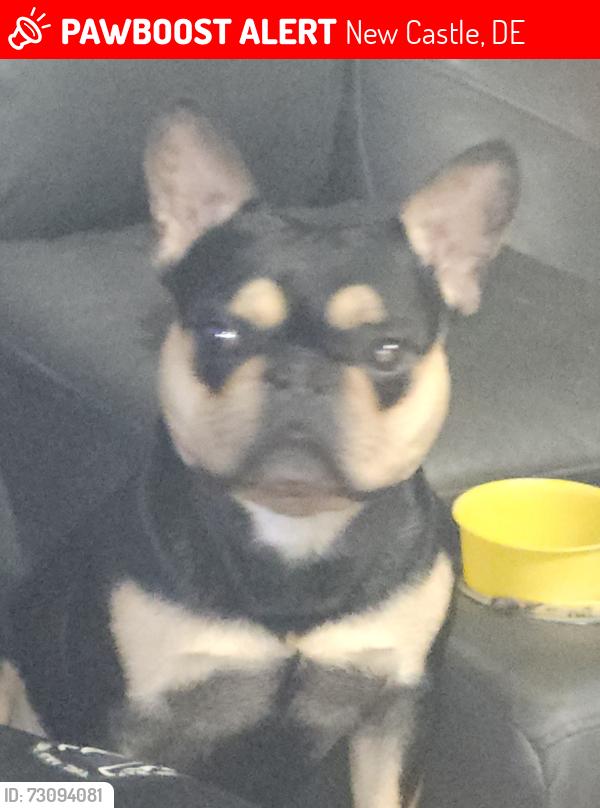 Lost Male Dog last seen Near schafer blvd, New Castle, DE 19720