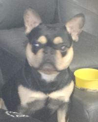 Lost Male Dog last seen Near schafer blvd, New Castle, DE 19720