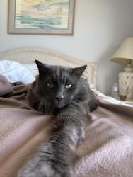 Reunited Male Cat last seen Near Deer Ave Panama City florida, Panama City, FL 32401