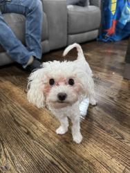 Lost Female Dog last seen Misty Ln Rowlett, Rowlett, TX 75089