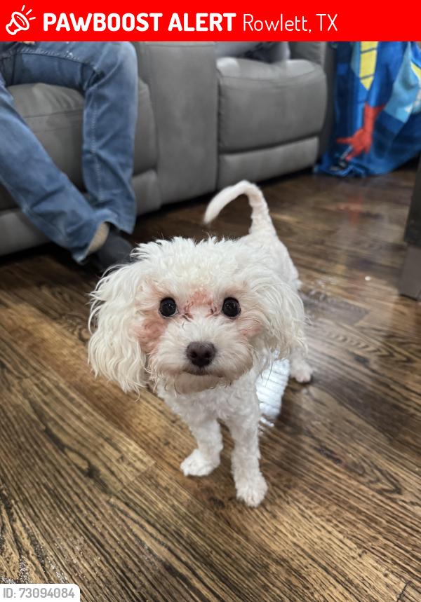 Lost Female Dog last seen Misty Ln Rowlett, Rowlett, TX 75089