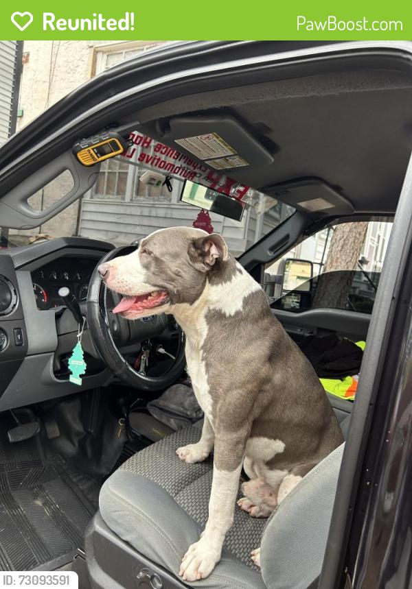 Reunited Male Dog last seen Green street and west Harvey street , Philadelphia, PA 19144