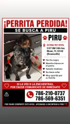 Lost Female Dog last seen Near ave, Miami, FL 33142