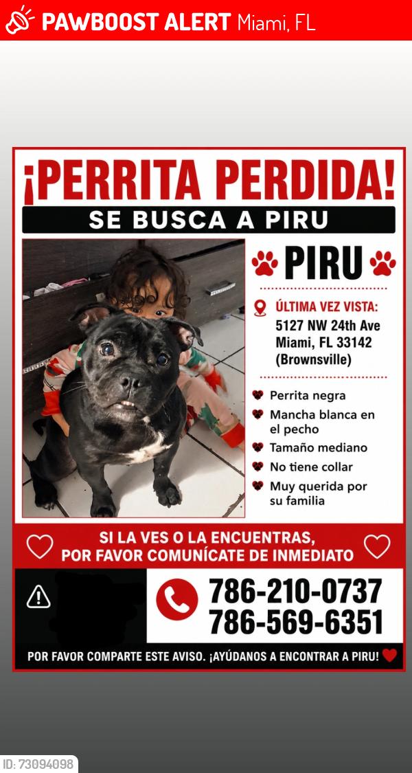 Lost Female Dog last seen Near ave, Miami, FL 33142