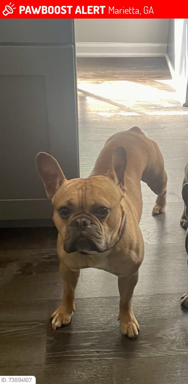 Lost Male Dog last seen Kinridge rd, Marietta, GA 30062