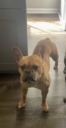 Lost Male Dog last seen Kinridge rd, Marietta, GA 30062
