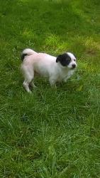 Lost Male Dog last seen Waterman st, Detroit, MI 48209