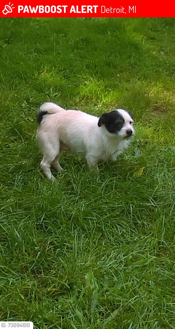 Lost Male Dog last seen Waterman st, Detroit, MI 48209