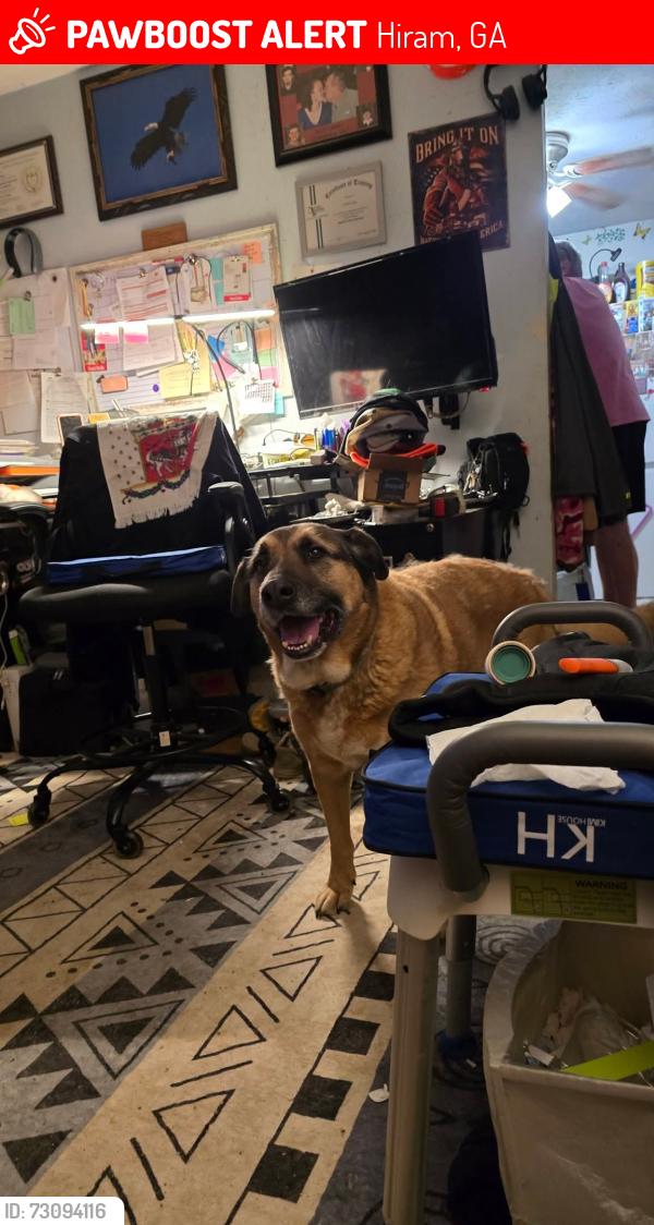 Lost Male Dog last seen Taylor Park, Hiram, GA 30141