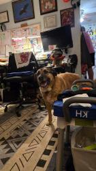 Lost Male Dog last seen Taylor Park, Hiram, GA 30141