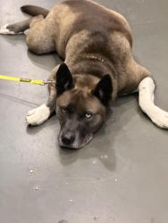 Found/Stray Male Dog last seen Cottle road, San Jose, CA 95123