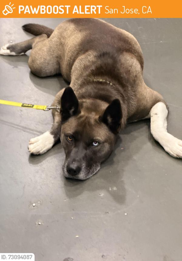 Found/Stray Male Dog last seen Cottle road, San Jose, CA 95123