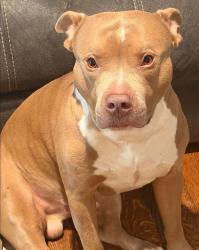 Lost Male Dog last seen Petersburg , Petersburg, VA 23803