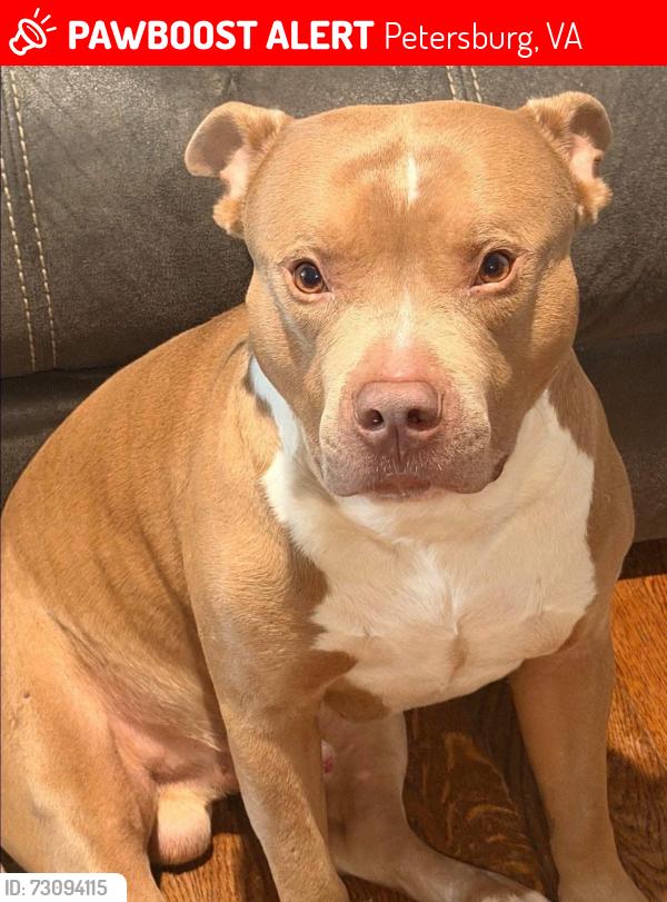 Lost Male Dog last seen Petersburg , Petersburg, VA 23803