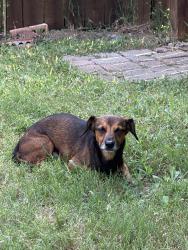 Found/Stray Male Dog last seen Near S McDonald St, McKinney, TX 75069, McKinney, TX 75069