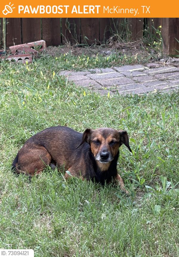 Found/Stray Male Dog last seen Near S McDonald St, McKinney, TX 75069, McKinney, TX 75069
