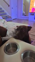 Reunited Female Dog last seen Near willow Tank, Austin, TX 78717