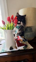 Reunited Male Cat last seen J percy page, Edmonton, AB T6K 3Z6