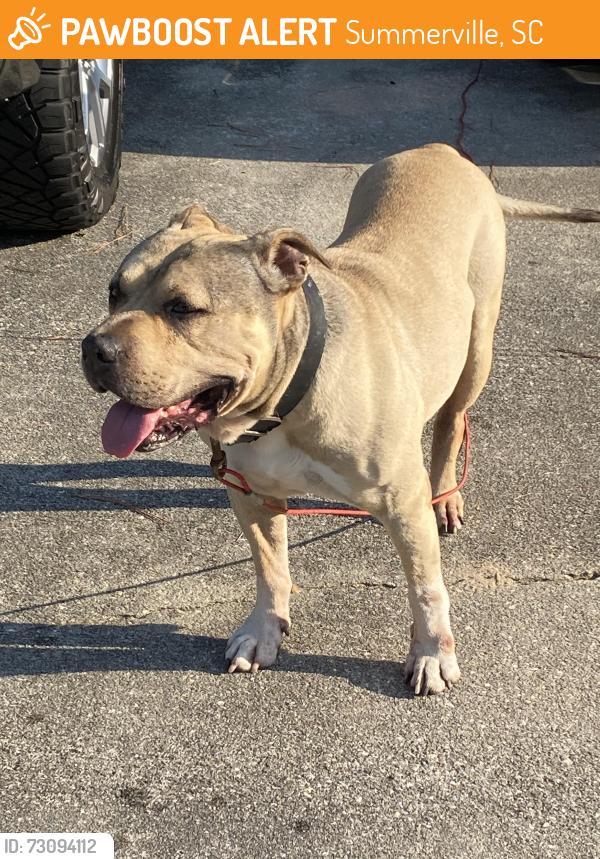 Found/Stray Male Dog last seen Gahagan Road and Black Oak Blvd, Summerville, SC 29483
