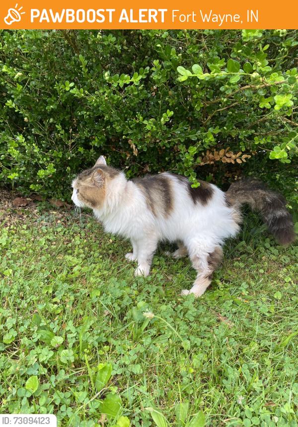 Found/Stray Unknown Cat last seen Off Calhoun St and Rudisill, near Oak Street pharmacy, Fort Wayne, IN 46806