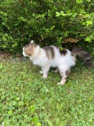 Found/Stray Unknown Cat last seen Off Calhoun St and Rudisill, near Oak Street pharmacy, Fort Wayne, IN 46806