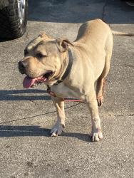 Found/Stray Male Dog last seen Gahagan Road and Black Oak Blvd, Summerville, SC 29483