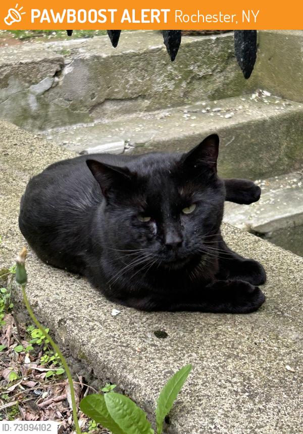 Found/Stray Male Cat last seen Atkinson St, Rochester, NY 14608