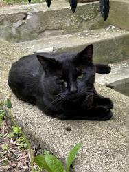 Found/Stray Male Cat last seen Atkinson St, Rochester, NY 14608