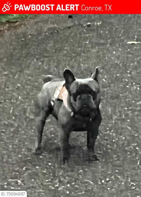 Lost Male Dog last seen Stonewall Jackson intersects with Beaugard, Conroe, TX 77302