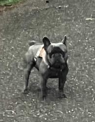 Lost Male Dog last seen Stonewall Jackson intersects with Beaugard, Conroe, TX 77302