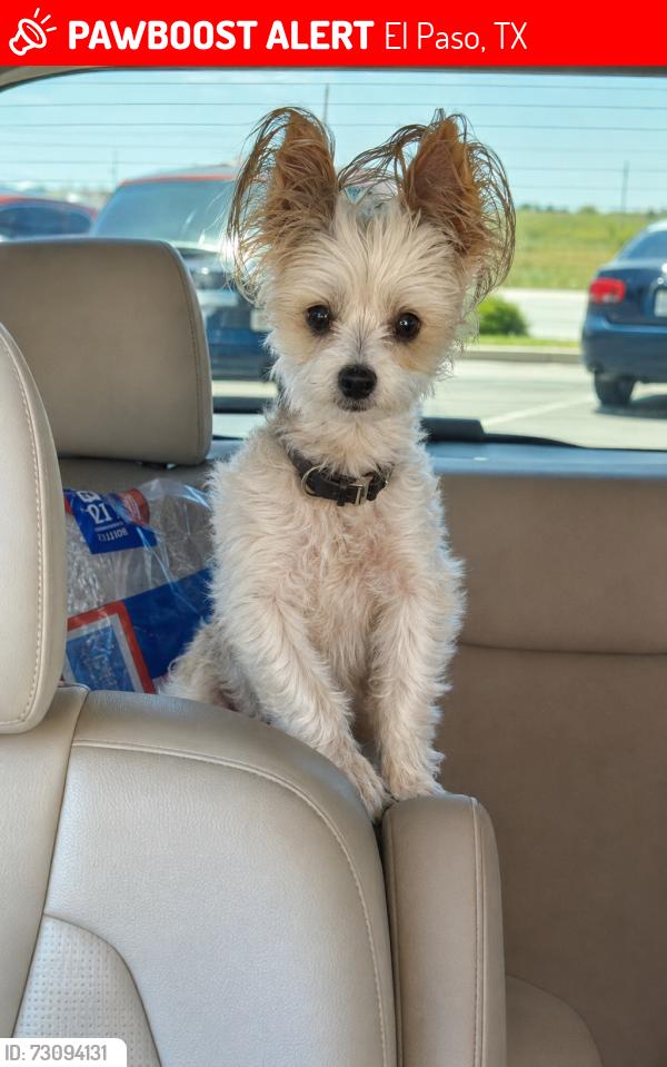 Lost Male Dog last seen Byron, El Paso, TX 79930