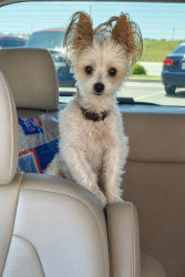 Lost Male Dog last seen Byron, El Paso, TX 79930