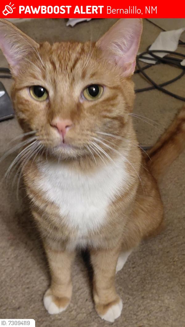 Lost Female Cat last seen Santiago and 528, Bernalillo, NM 87004