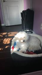 Reunited Male Dog last seen Near N forth worth, Midland, TX 79701