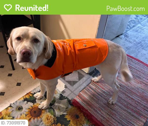 Reunited Male Dog last seen Near near skillet hill rd and Salem church, rostraver airport , N BELL VERNON, PA 15012