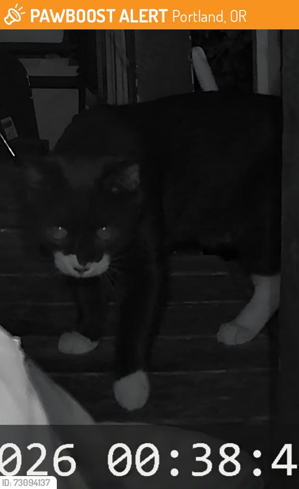 Found/Stray Unknown Cat last seen NE Alberta, Portland, OR 97211