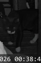 Found/Stray Unknown Cat last seen NE Alberta, Portland, OR 97211