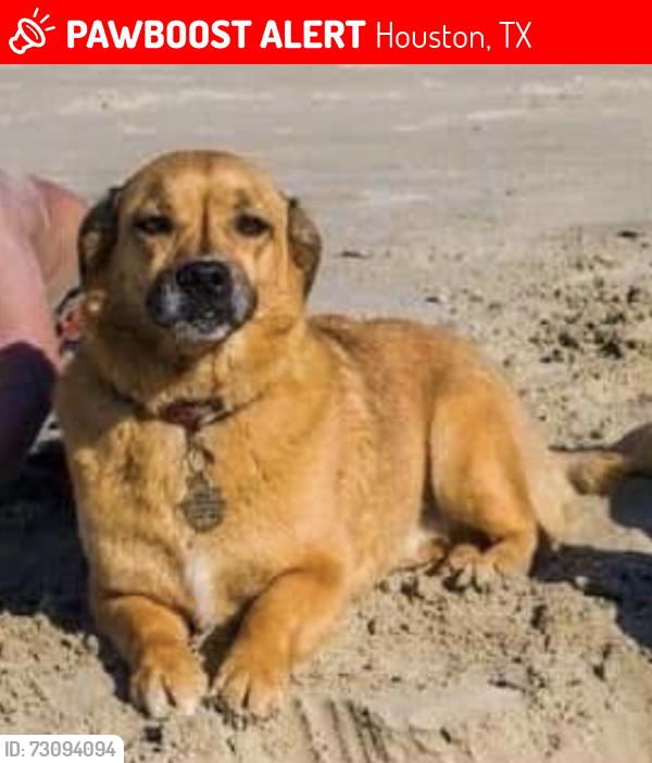 Lost Female Dog last seen Canyon blanco , Houston, TX 77045