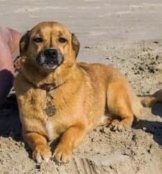Lost Female Dog last seen Canyon blanco , Houston, TX 77045