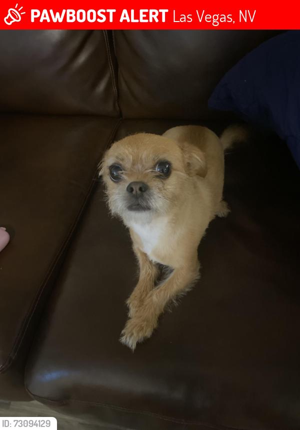 Lost Male Dog last seen Hollywood/Lakemead, Las Vegas, NV 89156