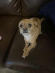Lost Male Dog last seen Hollywood/Lakemead, Las Vegas, NV 89156