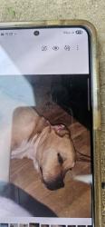 Reunited Male Dog last seen Flood and daws, Norman, OK 73069