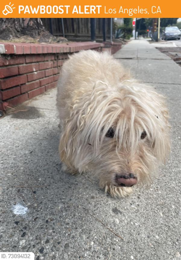 Found/Stray Unknown Dog last seen Near Monterey rd, Los Angeles, CA 90042