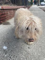 Found/Stray Unknown Dog last seen Near Monterey rd, Los Angeles, CA 90042