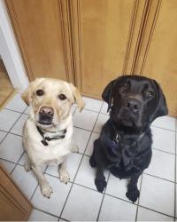 Reunited Female Dog last seen Near N Buck Rd, Downingtown PA, Downingtown, PA 19335